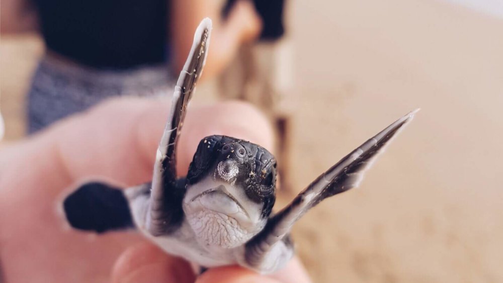 Lara Wesche-Babyschildkröte