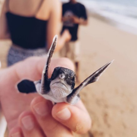 Lara Wesche-Babyschildkröte