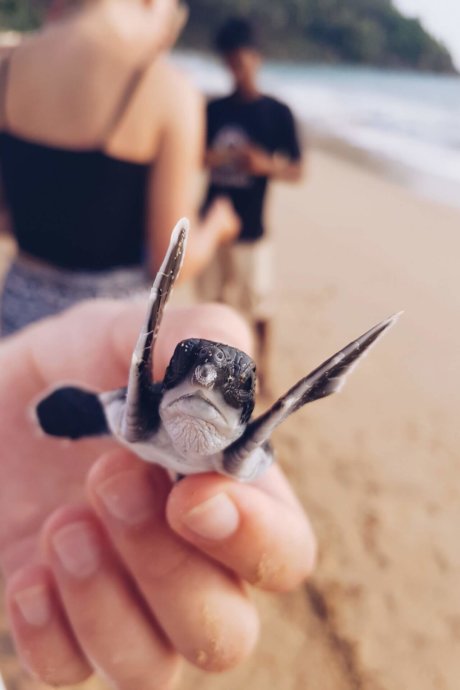 Lara Wesche-Babyschildkröte