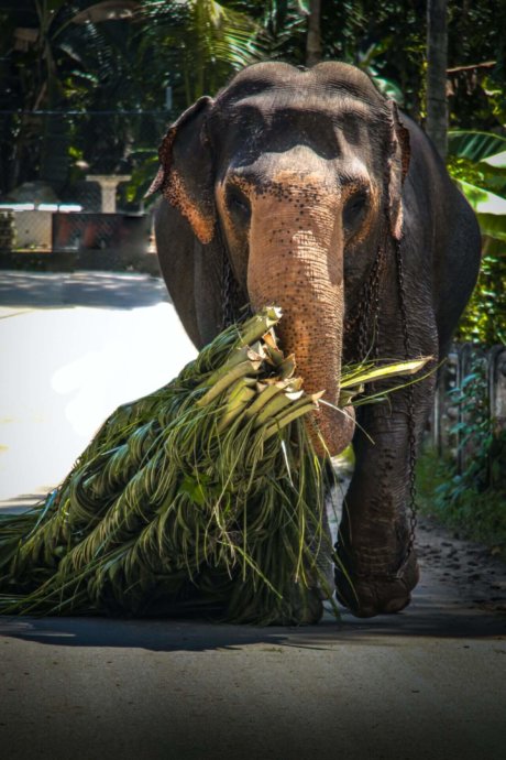 pexels-kavindra-yasas-3073033