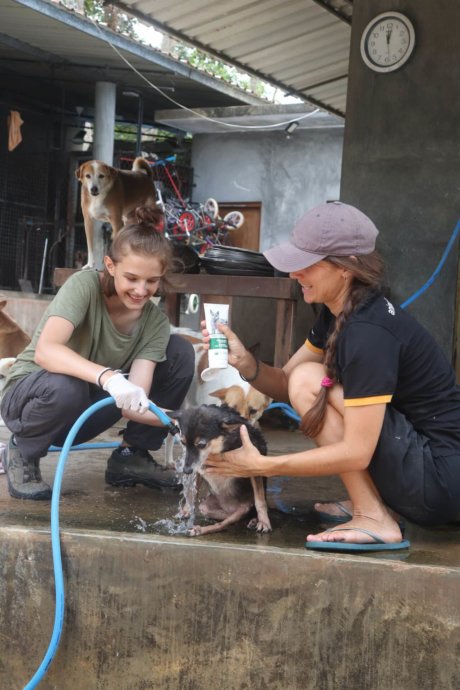 Straßenhunde-projekt-wildlife-tierschutz-sri-lanka
