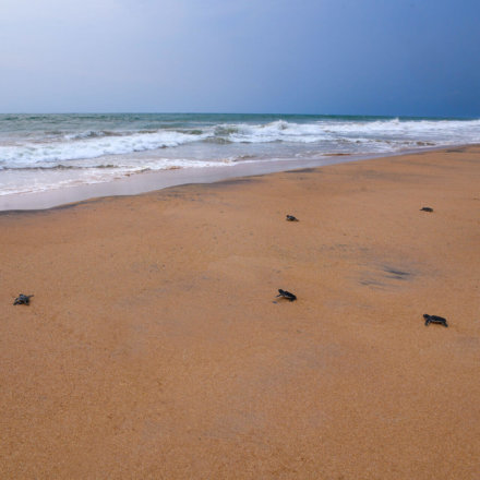 Meeresschildkröten-Sri-Lanka