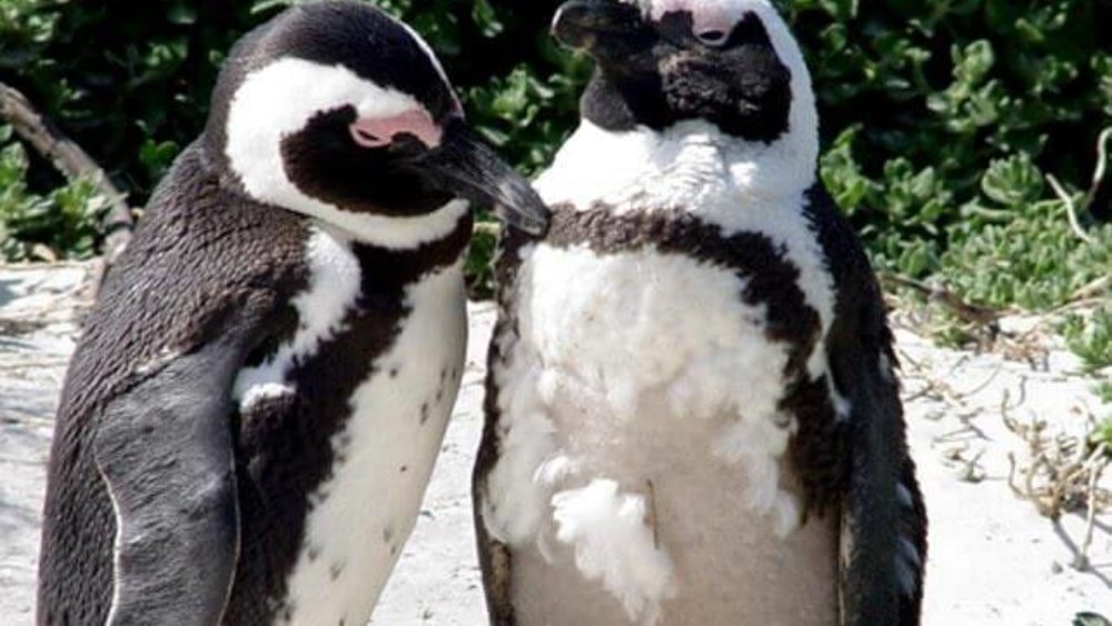 eb_sa_tierpflegepinguine_kriebs_1