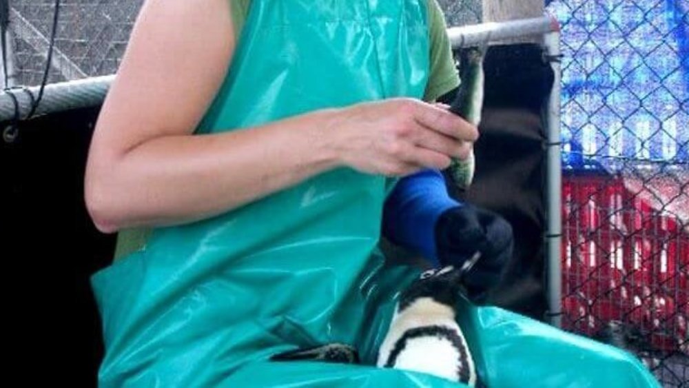 eb_sa_tierpflege_pinguine_englert_1