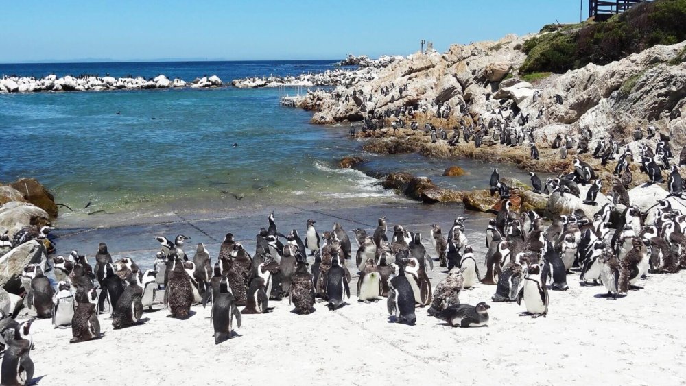 pinguinprojekt-suedafrika-pinguine-strand