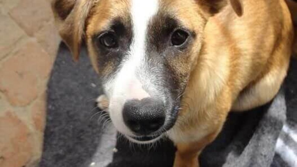 suedafrika-freiwilligenarbeit-tierpflege-sabrina-001