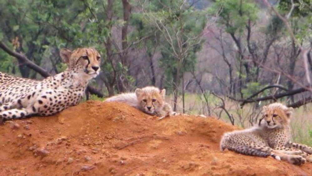 wiebke_homes_-_suedafrika_-_wildlife_5-bearbeitet