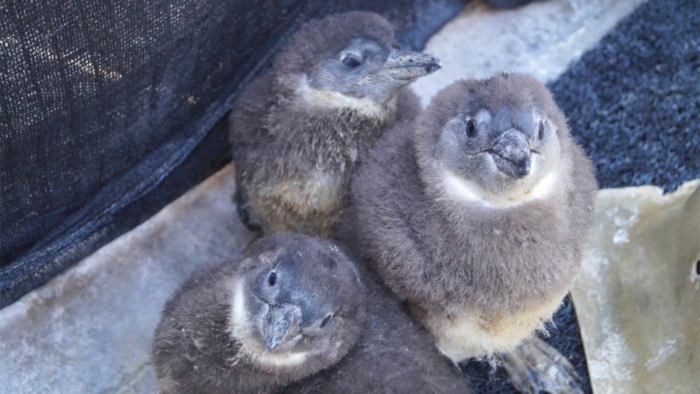 suedafrika-janina-heine-pinguin-projekt01