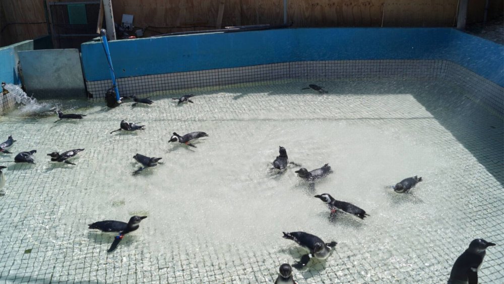 suedafrika-janina-heine-pinguin-projekt03