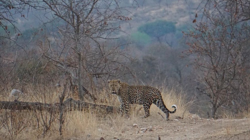 Leopard-Matimba-Auf-Der-Straße-Südafrika