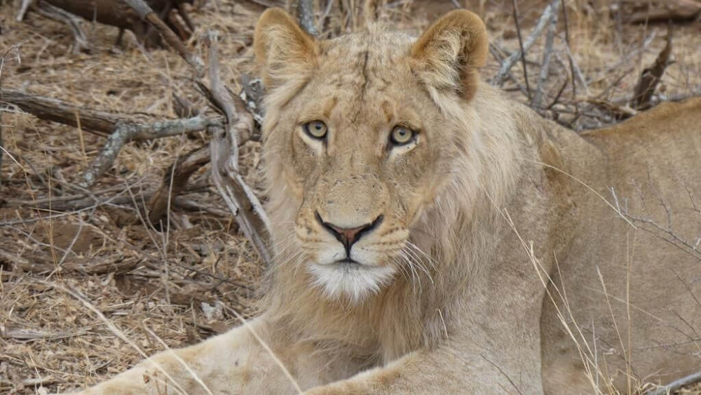 Löwen-Direkt-Am-CampRusermi-Südafrika