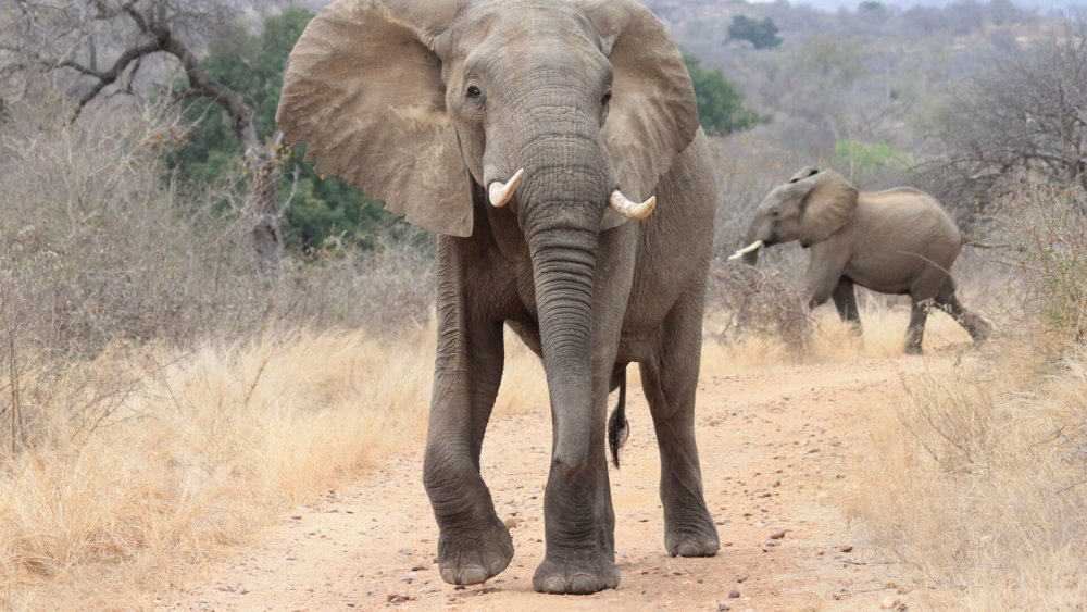 wayers_Elefantenbulle im Balule Game Reserve