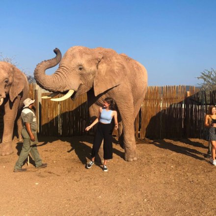 wayers_praktikawelten_sophie_niehoff_Wildlife_Krüger_atsophie.nieh_elefant