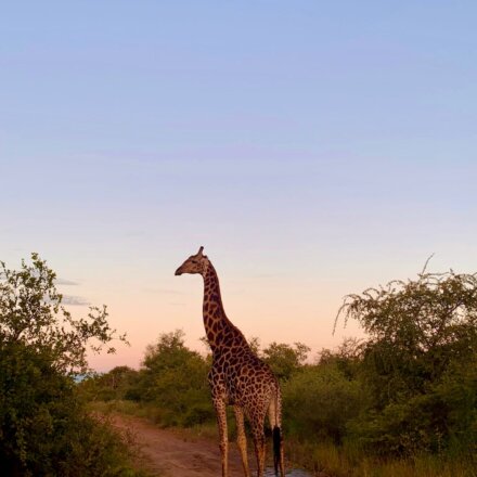 Krüger-Wildlife-Tierschutz-Save-the-planet