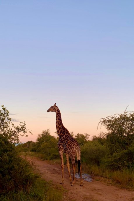 Krüger-Wildlife-Tierschutz-Save-the-planet