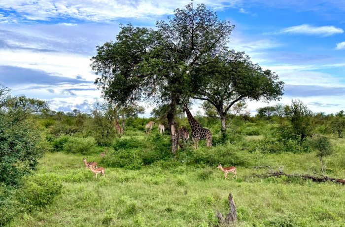 Krüger-Wildlife-Tierschutz-Save-the-planet