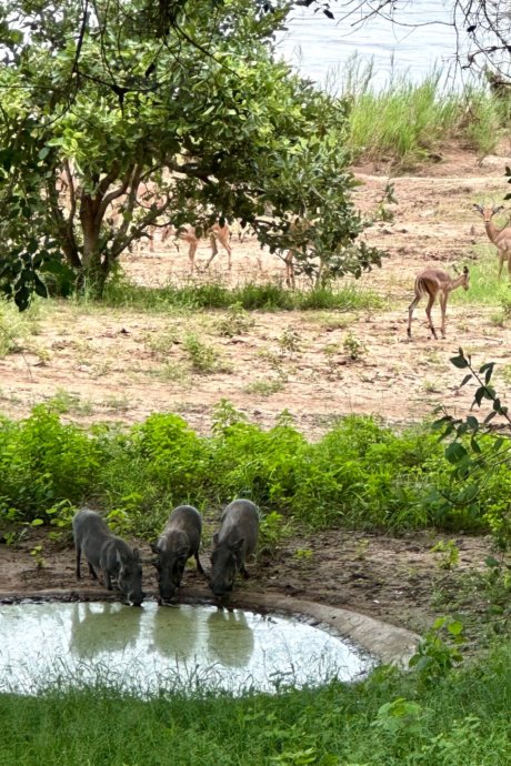 Krüger-Wildlife-Tierschutz-Save-the-planet