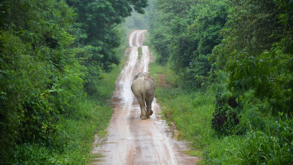 Elefant, Wildlife-Tierschutz, Südafrika