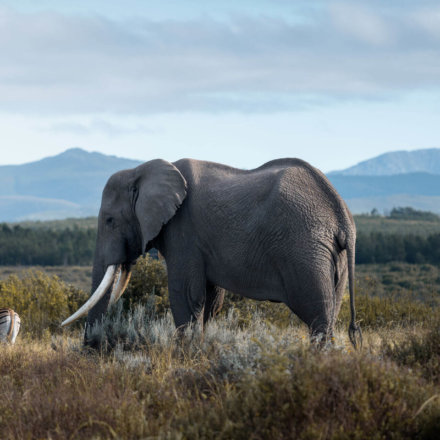 Afrikanischer Elefant mit großen Stoßzähnen steht in weiter Savannenlandschaft vor bewaldeten Hügeln und blauem Himmel im Hintergrund