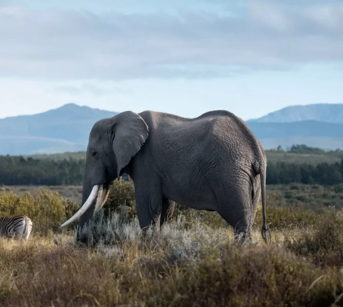 Afrikanischer Elefant mit großen Stoßzähnen steht in weiter Savannenlandschaft vor bewaldeten Hügeln und blauem Himmel im Hintergrund