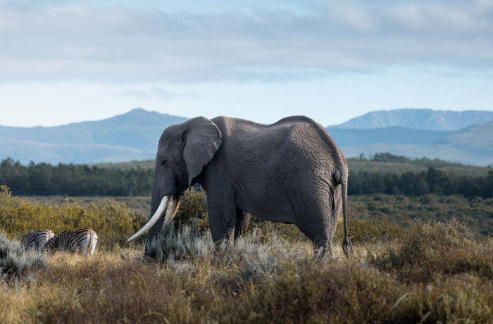 Afrikanischer Elefant mit großen Stoßzähnen steht in weiter Savannenlandschaft vor bewaldeten Hügeln und blauem Himmel im Hintergrund