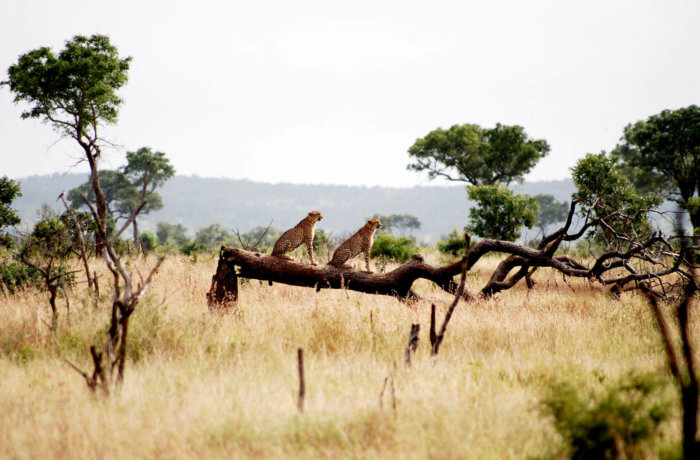 Südafrika-Way-Changer-Krüger