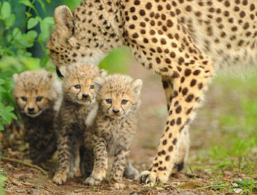 Südafrika-Way-Changer-Krüger