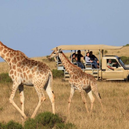 GR-Safari