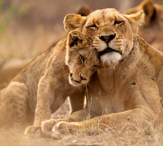 Löwenmutter und Junges kuscheln liebevoll in freier Wildbahn während Tierbeobachtung in Afrika