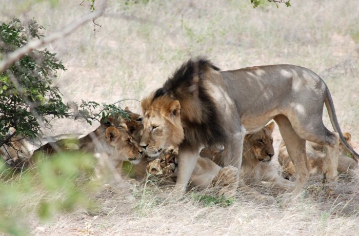 Wildlife-und-Tierschutz, Freiwilligenarbeit, Tiere, Südafrika, löwen