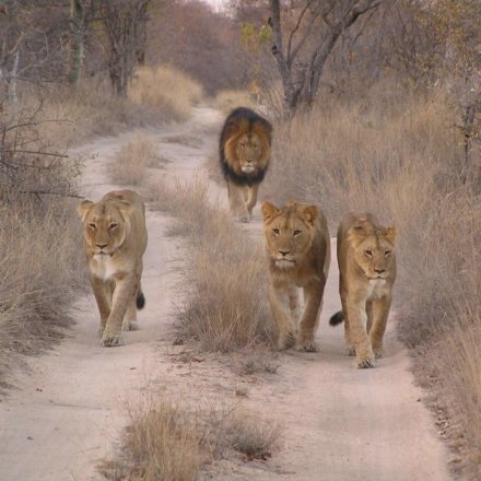 South Africa Limpopo