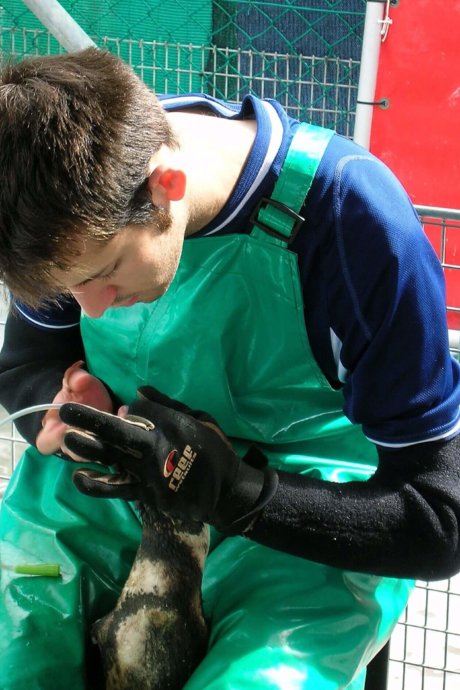 Wildlife-und-Tierschutz, Freiwilligenarbeit, Tiere, Südafrika, Pinguin