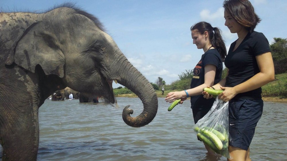 Thailand-Freiwilligenarbeit-Elefanten-Projekt-Elisa-004