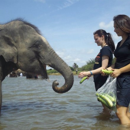 Thailand-Freiwilligenarbeit-Elefanten-Projekt-Elisa-004
