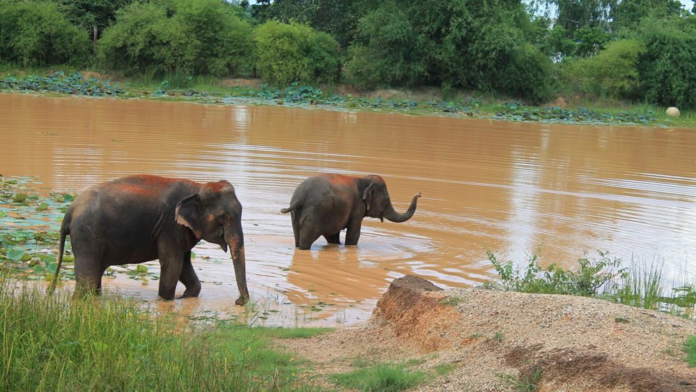 Elefanten spielen u baden (21)