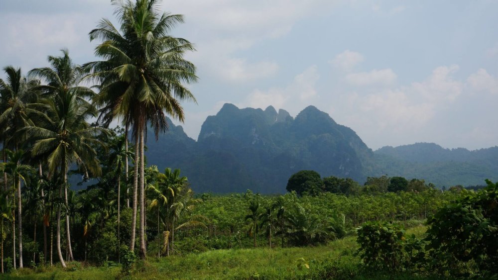 Landschaft, Thailand, Palmen