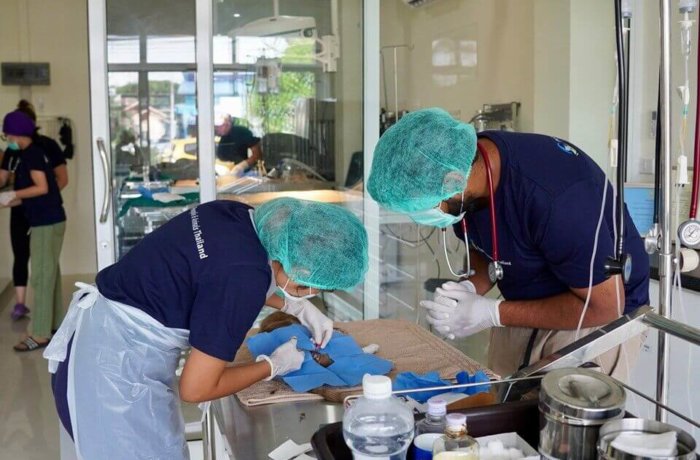 Wildlife-und-Tierschutz, Freiwilligenarbeit, Tiere, Thailand