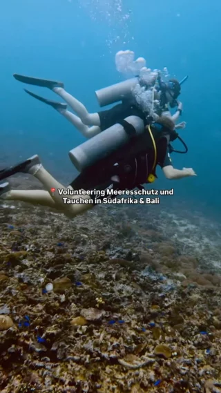 Freiwilligenprojekt abseits vom Massentourismus: Bei den Meeresschutz & Tauchen Projekten in Südafrika oder auf Bali hilfst du, Korallenriffe zu pflanzen oder Daten für internationale Forschungsprojekte zu sammeln 🐠 

In Südafrika ist dein PADI Tauchkurs sogar inklusive 🤿 

Hast du Fragen zu den Projekten? Dann tauch in die Kommentarspalte ab 👇🏼
.
.
.
.
.
.
#freiwilligenarbeit #volunteering #tauchen #tauchenlernen #tauchenindonesien #bali #sodwanabay #sodwana #sodwanadiving #meeresschutz #auslandsjahr #padi #padicourses