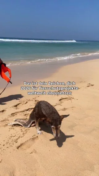 Wo würdest du dich 2026 am liebsten einsetzen?👇🏼
.
.
.
.
.
#freiwilligenarbeit #volunteering #volunteer #tierschutz