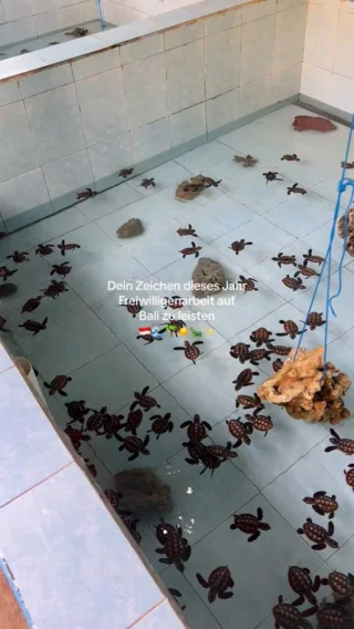 Markiere jemanden in den Kommentaren, mit dem du auf Bali Freiwilligenarbeit leisten möchtest🤭👇🏼

#bali #volunteering #auslandsjahr #freiwilligenarbeit #volunteer