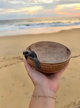 Kleine Meeresschildkröten auf ihrem ersten Weg ins Meer zu begleiten ist eines der schönsten Erlebnisse im Projekt 🐢 wer durfte das schon mal erleben?👇🏼

#turtlehatching #schildkröten #meeresschildkröten