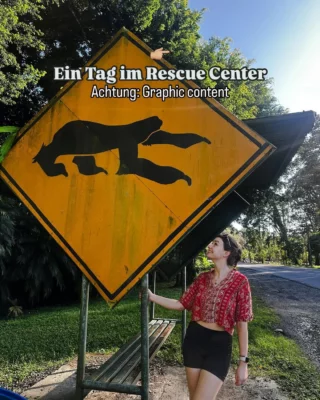 ⚠️Graphic content 👉🏼 Faultiere gibt es in Costa Rica viele, aber sie werden durch den Lebensraum des Menschen bedroht. Einige Faultiere werden von Autos angefahren oder verletzen sich an Strommasten. 

@allesfuerdietiergesundheit war als Tierärztin im Projekt vor Ort in Costa Rica und hat aktiv mit angepackt, die Tiere zu retten und zu versorgen, um das Möglichste für den Fortbestand der Faultiere vor Ort zu tun 🦥 

Als „normaler“ Volunteer kümmerst du dich im Rescue Center um die Pflege der verarzteten Tiere, fütterst sie und säuberst die Gehege. Im besten Fall können die Faultiere (und auch andere Tiere, die sich im Rescue Center befinden), danach wieder ausgewildert werden 🌴 

Auf unsere Website (Link in der Bio) findest du alle Infos dazu, wie du mitmachen kannst! 💪🏼

#volunteer #volunteering #faultier #freiwilligenarbeit #costarica