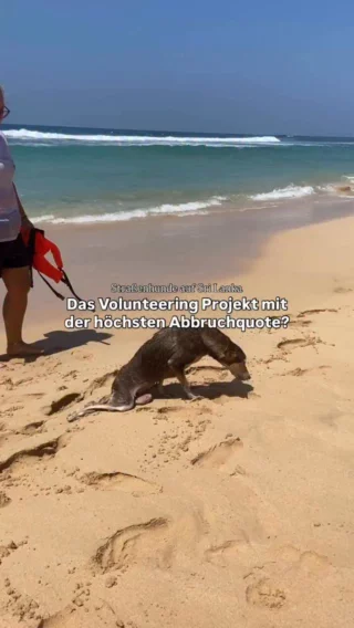 ⚠️Die harte Realität in vielen Ländern 🐕  Heute gibt es
mal kein sugar coating, denn Freiwilligenarbeit kann manchmal auch herausfordernd sein - und gerade hier kannst du einen WIRKLICHEN Unterschied machen. Viele Teilnehmer adoptieren sogar und bringen einen Hund mit nach Deutschland. Wie würdest du mit so einer Situation umgehen?

P.S.: Sollte ein Projekt aus triftigen Gründen abgebrochen werden, sind natürlich deine Ansprechpartner vor Ort immer für euch da und finden eine Alternativlösung

#straßenhund #straßenhunde #freiwilligenarbeit #gapyear #srilanka