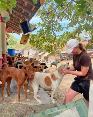 Rund 2.000 Straßenhunde leben im Dog Shelter in Sri Lanka 🇱🇰 🐶 Alle Hunde haben ein schweres Schicksal hinter sich: Hunger, Verletzungen und Trauma vom Leben auf der Straße.

Im Projekt hilfst du aktiv dabei, dass Leben der Hunde zu verbessern und ihnen eine Chance auf eine bessere Zukunft zu bieten. Wer ist dabei? 👇🏼
•
•
•
•
•
#dogshelter #straßenhunde #srilanka #srilankadogs