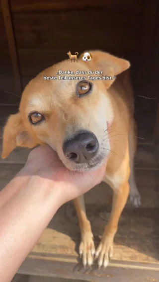 In einem Dog Shelter zu arbeiten, kann extrem hart sein - aber dementsprechend kann man sooo viel Gutes bewirken 🐕 von Wunden versorgen über Füttern, Waschen, Käfig sauber machen und Hydro-Physio zu einfach nur Liebe schenken - Volunteers geben hier wirklich alles. Wer will auch mit anpacken? 👇🏼
.
.
.
.
.
.
#freiwilligenarbeit #volunteering #volunteer #dogshelter #srilanka