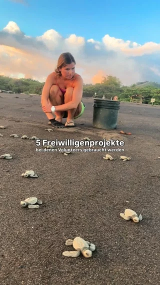 Bei welchem dieser 5 Projekte würdest du am liebsten mit anpacken? 👇🏼

🦒 Im Wildlife Projekt im Greater Kruger Nationalpark hilfst du dabei, Daten für Forschungen zu erheben und wohnst mitten im Nationalpark im wayers Home mit anderen Volunteers 🏡 

🐢 Auf Sansibar kannst du dich für den Erhalt der Meeresschildkröten einsetzen und dabei helfen, verletzte Schildkröten wieder aufzupäppeln, sie zu füttern und Gehege und Panzer zu reinigen 🧽 

🏔️ Beim Kloster Projekt in Nepal kannst du Kinder unterrichten oder die Mönche vor Ort auch direkt unterstützen 🇳🇵 

🐕 In Mexiko gibt es alle Hände voll zu tun. Hier hilfst du Straßenhunden zu einem besseren Leben, schenkst ihnen viel Liebe, hilfst bei der Futterzubereitung, reinigst Gehege und gehst Gassi unter Palmen 🌴 

🌊 Ghana hat wie viele andere Länder ein großes Müllproblem, besonders an den Stränden. Im Projekt sammelst du Plastikmüll ein und hilfst, das Plastik zu recyceln und in etwas Sinnstiftendes wie Lineale für Schüler oder auch Armbänder zu verwandeln 📏 

#volunteer #volunteering #auslandsjahr #gapyear #freiwilligenarbeit