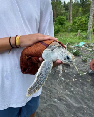Meeresschildkröten so nah sein und dabei was Gutes tun - geht, zum Beispiel auf Nusa Penida. Habt ihr Fragen zum Projekt? Schreibt sie uns in den Kommentaren👇🏼

Disclaimer: Wenn die Schildkröten mit bloßen Händen angefasst werden, wir vorher Sorge getragen, dass die Hände gründlich gesäubert sind.
.
.
.
.
.
.
.
#volunteering #freiwilligenarbeit #gapyear #nusapenida #bali